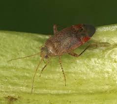 Attēlu rezultāti vaicājumam “Psallus sp.”