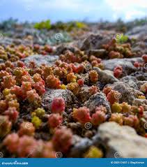 Attēlu rezultāti vaicājumam “Sedum acre fruit”