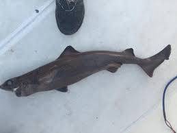 Image result for Dalatias licha