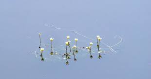 Attēlu rezultāti vaicājumam “Batrachium”