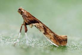 Attēlu rezultāti vaicājumam “Caloptilia hemidactylella”