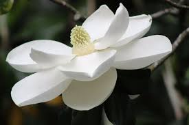 Attēlu rezultāti vaicājumam “Magnolia”