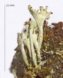 Attēlu rezultāti vaicājumam “Cladonia botrytes”