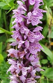 Attēlu rezultāti vaicājumam “Dactylorhiza fuchsii”