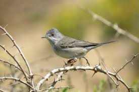 Image result for Sylvia rueppelli