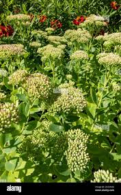 Attēlu rezultāti vaicājumam “Hylotelephium telephium bud”