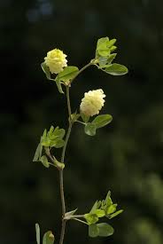 Attēlu rezultāti vaicājumam “Trifolium aureum”