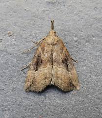 Attēlu rezultāti vaicājumam “Hypena rostralis”