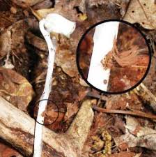 Attēlu rezultāti vaicājumam “Physarum rubiginosum plasmodium”