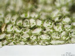 Attēlu rezultāti vaicājumam “Pellia epiphylla sporophyte”