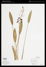 Attēlu rezultāti vaicājumam “Trichia ambigua stalked”