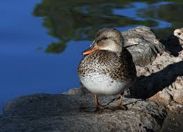 Attēlu rezultāti vaicājumam “Anas strepera female”