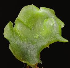 Attēlu rezultāti vaicājumam “Pellia epiphylla”