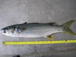 Image result for Mugil