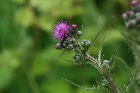 Attēlu rezultāti vaicājumam “Cirsium palustre fruit”