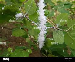 Attēlu rezultāti vaicājumam “Prociphilus xylostei”