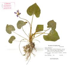 Image result for Viola odorata