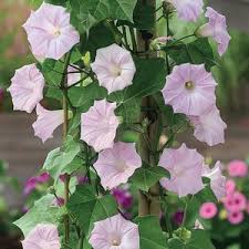 Image result for Prunkwinde