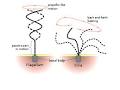 Flagellum - Wikipedia, the free encyclopedia