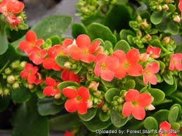 Image result for Kalanchoe blossfeldiana