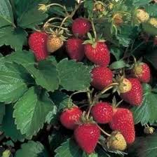 Attēlu rezultāti vaicājumam “Fragaria vesca fruit”