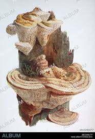 Attēlu rezultāti vaicājumam “Daedalea quercina”