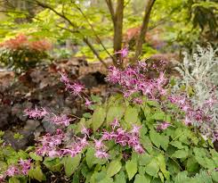 Attēlu rezultāti vaicājumam “Epimedium alpinum  flower”