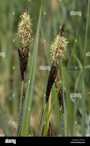 Attēlu rezultāti vaicājumam “Carex acutiformis flower”