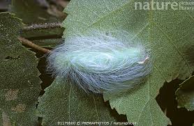 Attēlu rezultāti vaicājumam “Acronicta leporina larva”