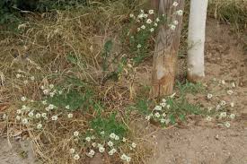 Attēlu rezultāti vaicājumam “Berteroa incana leaf”