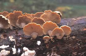 Attēlu rezultāti vaicājumam “Panellus stipticus”