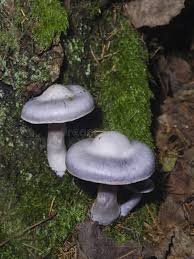 Attēlu rezultāti vaicājumam “Cortinarius traganus”