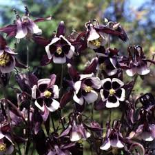 Attēlu rezultāti vaicājumam “Aquilegia vulgaris leaf”