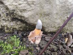 Attēlu rezultāti vaicājumam “Mutinus caninus”