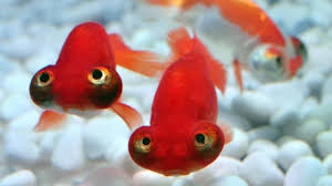 Image result for vissen