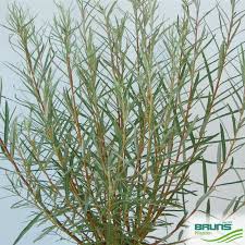 Attēlu rezultāti vaicājumam “Salix repens subsp. rosmarinifolia fruit”