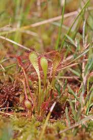 Attēlu rezultāti vaicājumam “Drosera x obovata”