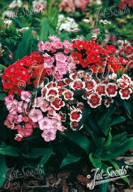 Image result for Dianthus barbatus