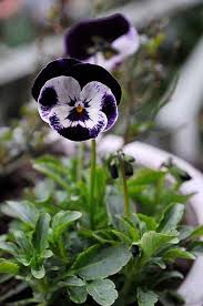 Image result for Viola cornuta