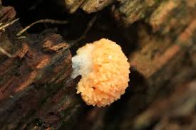 Attēlu rezultāti vaicājumam “Tubifera ferruginosa (subsp. ferruginosa) macro”