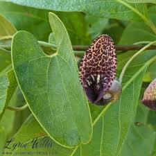 Attēlu rezultāti vaicājumam “Aristolochiaceae”