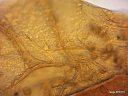 Attēlu rezultāti vaicājumam “Trichia crateriformis”