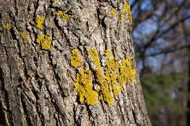 Attēlu rezultāti vaicājumam “Xanthoria parietina”