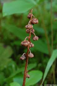 Attēlu rezultāti vaicājumam “Pyrola minor bud”