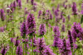 Attēlu rezultāti vaicājumam “Stachys officinalis flower”