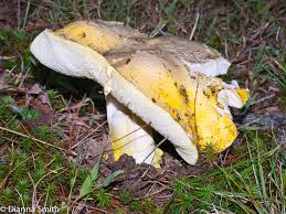 Attēlu rezultāti vaicājumam “Tricholoma flavovirens”