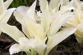 Image result for Hosta White Feather