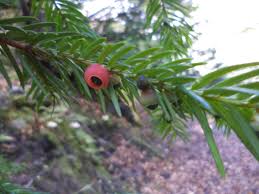 Attēlu rezultāti vaicājumam “Taxus wallichiana”