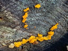 Attēlu rezultāti vaicājumam “Dacrymyces chrysospermus spores”