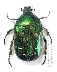 Attēlu rezultāti vaicājumam “Cetonia aurata imago”